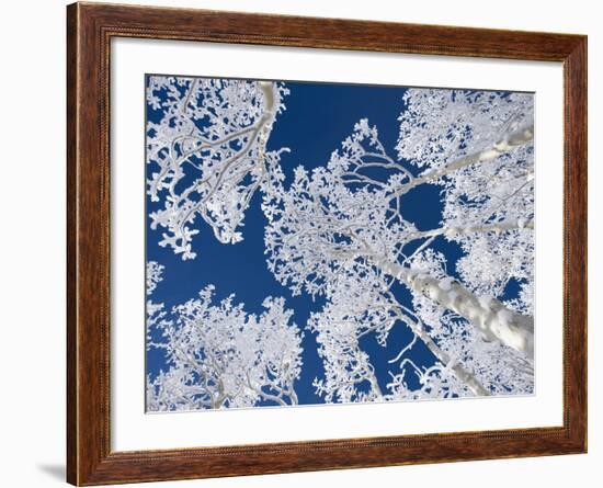 Aspen Trees with Snow-Grafton Smith-Framed Photographic Print