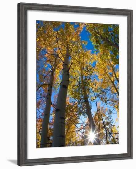 Aspen Trees with Sunlight Coming Through, Alaska, USA-Julie Eggers-Framed Photographic Print