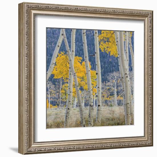 Aspen Trees-Don Paulson-Framed Giclee Print