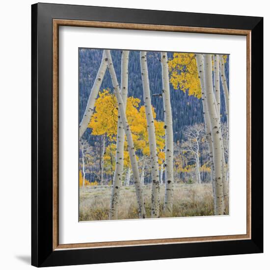 Aspen Trees-Don Paulson-Framed Giclee Print