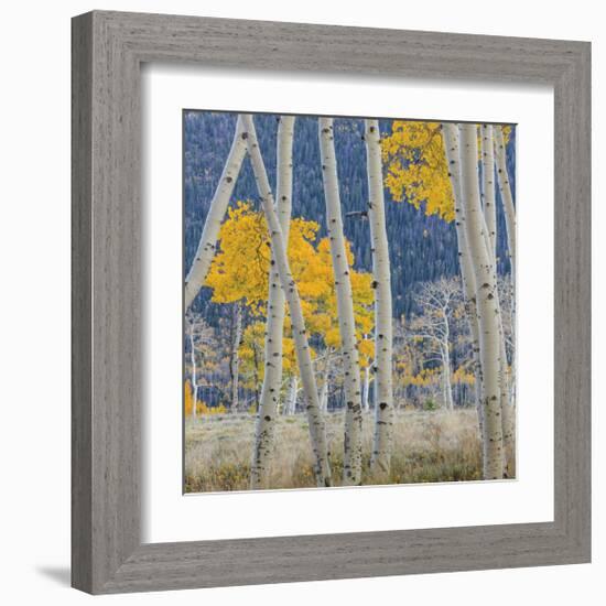 Aspen Trees-Don Paulson-Framed Giclee Print