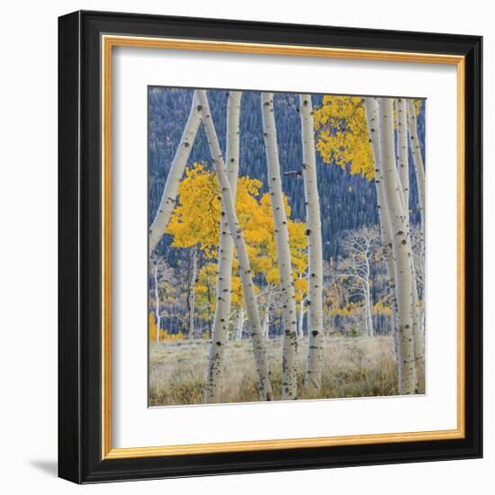 Aspen Trees-Don Paulson-Framed Giclee Print