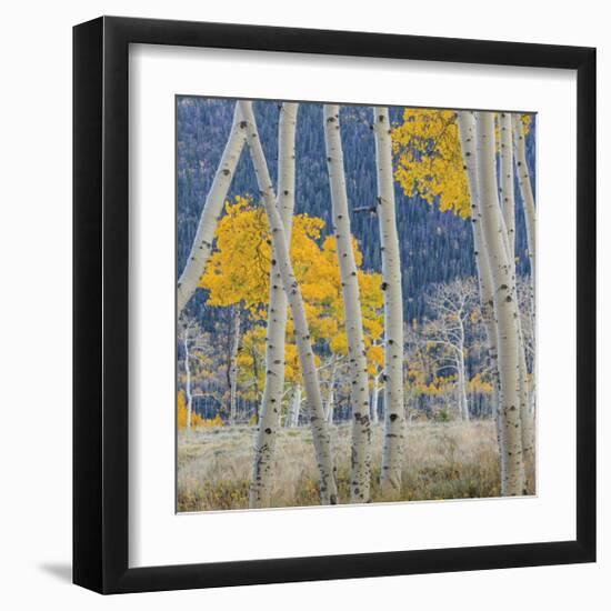 Aspen Trees-Don Paulson-Framed Giclee Print