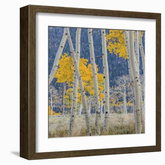 Aspen Trees-Don Paulson-Framed Giclee Print