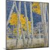 Aspen Trees-Don Paulson-Mounted Giclee Print