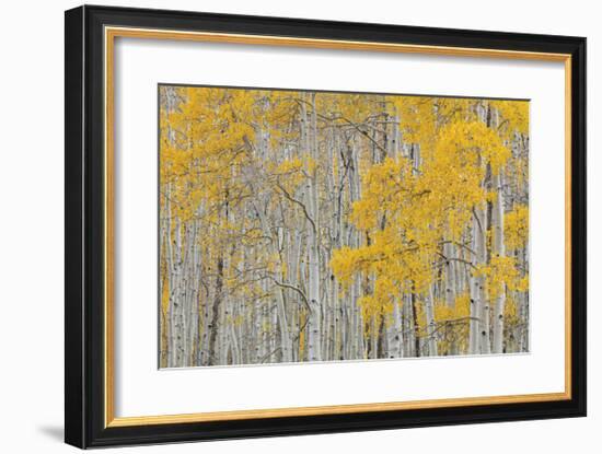 Aspen Trees-Don Paulson-Framed Giclee Print