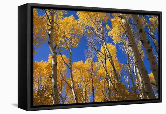 Aspen Trees-DLILLC-Framed Premier Image Canvas