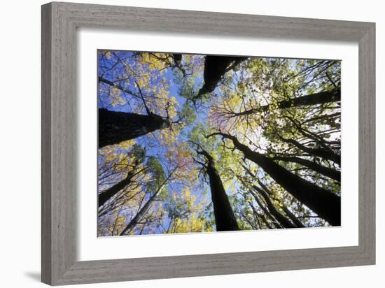 Aspen Trees-Pekka Parviainen-Framed Photographic Print