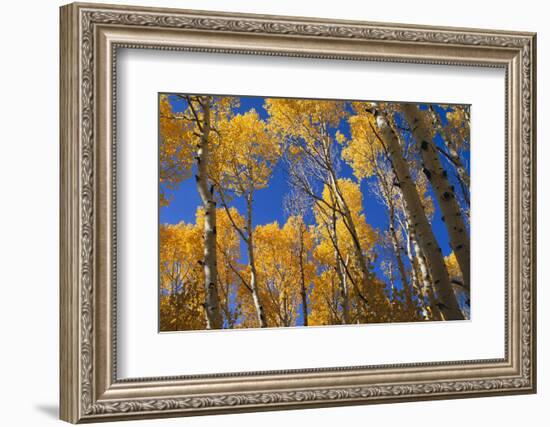 Aspen Trees-DLILLC-Framed Photographic Print