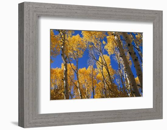 Aspen Trees-DLILLC-Framed Photographic Print