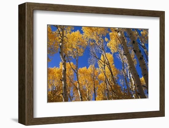 Aspen Trees-DLILLC-Framed Photographic Print