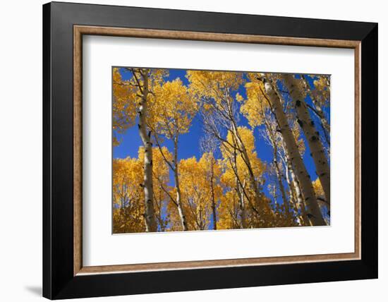 Aspen Trees-DLILLC-Framed Photographic Print