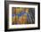 Aspen Trees-DLILLC-Framed Photographic Print