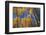 Aspen Trees-DLILLC-Framed Photographic Print