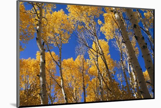 Aspen Trees-DLILLC-Mounted Photographic Print