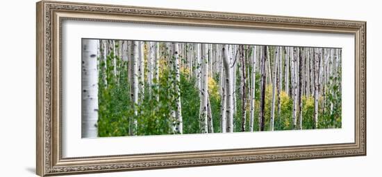 Aspen Trees-Steve Gadomski-Framed Photographic Print