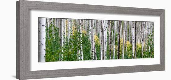 Aspen Trees-Steve Gadomski-Framed Photographic Print