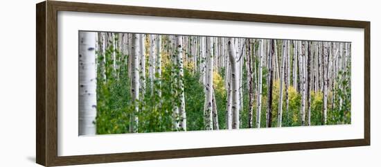 Aspen Trees-Steve Gadomski-Framed Photographic Print