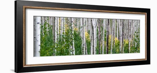Aspen Trees-Steve Gadomski-Framed Photographic Print