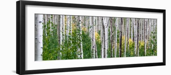 Aspen Trees-Steve Gadomski-Framed Photographic Print