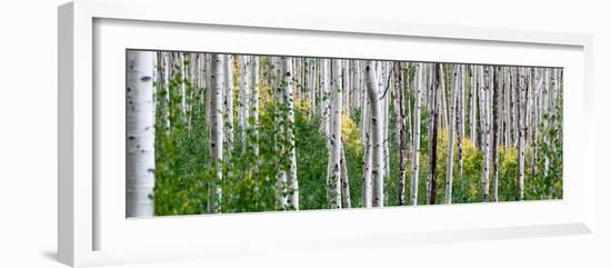 Aspen Trees-Steve Gadomski-Framed Photographic Print