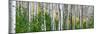 Aspen Trees-Steve Gadomski-Mounted Photographic Print