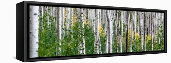 Aspen Trees-Steve Gadomski-Framed Premier Image Canvas