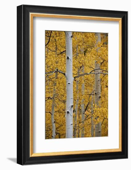 Aspen Trunks Among Yellow Leaves-James Hager-Framed Photographic Print