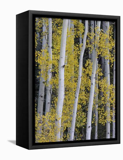 Aspen Trunks and Fall Foliage, Near Telluride, Colorado, United States of America, North America-James Hager-Framed Premier Image Canvas