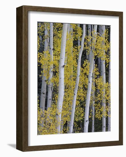 Aspen Trunks and Fall Foliage, Near Telluride, Colorado, United States of America, North America-James Hager-Framed Photographic Print