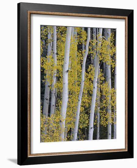 Aspen Trunks and Fall Foliage, Near Telluride, Colorado, United States of America, North America-James Hager-Framed Photographic Print