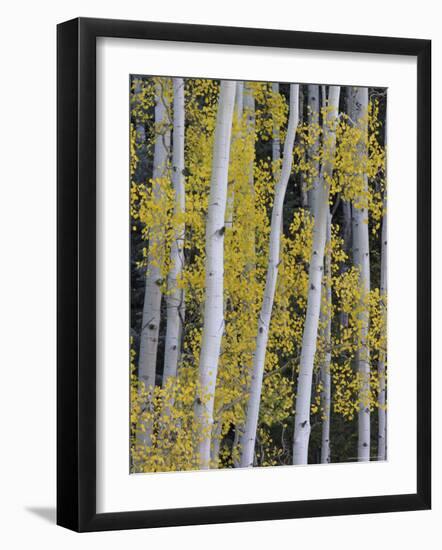 Aspen Trunks and Fall Foliage, Near Telluride, Colorado, United States of America, North America-James Hager-Framed Photographic Print