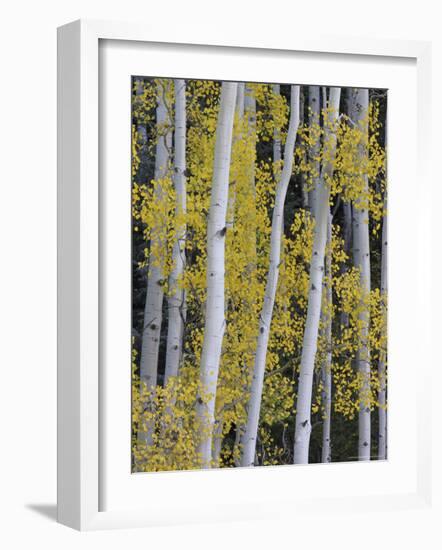 Aspen Trunks and Fall Foliage, Near Telluride, Colorado, United States of America, North America-James Hager-Framed Photographic Print