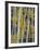 Aspen Trunks and Fall Foliage, Near Telluride, Colorado, United States of America, North America-James Hager-Framed Photographic Print