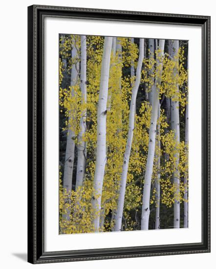 Aspen Trunks and Fall Foliage, Near Telluride, Colorado, United States of America, North America-James Hager-Framed Photographic Print