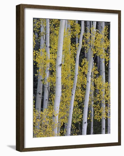 Aspen Trunks and Fall Foliage, Near Telluride, Colorado, United States of America, North America-James Hager-Framed Photographic Print