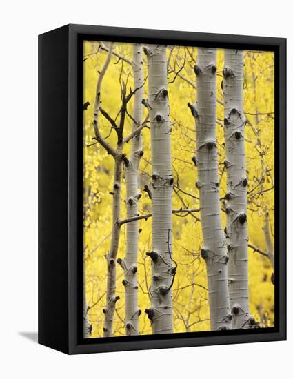 Aspen Trunks and Fall Foliage, Near Telluride, Colorado, United States of America, North America-James Hager-Framed Premier Image Canvas