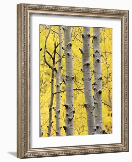 Aspen Trunks and Fall Foliage, Near Telluride, Colorado, United States of America, North America-James Hager-Framed Photographic Print