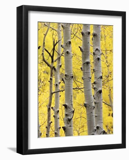 Aspen Trunks and Fall Foliage, Near Telluride, Colorado, United States of America, North America-James Hager-Framed Photographic Print