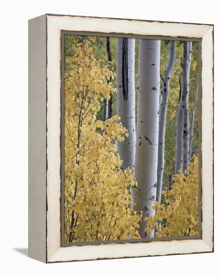 Aspen Trunks Behind Yellow Maple Leaves in the Fall, White River National Forest, Colorado, Usa-James Hager-Framed Premier Image Canvas