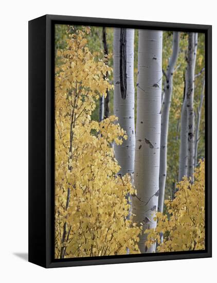 Aspen Trunks Behind Yellow Maple Leaves in the Fall, White River National Forest, Colorado, Usa-James Hager-Framed Premier Image Canvas