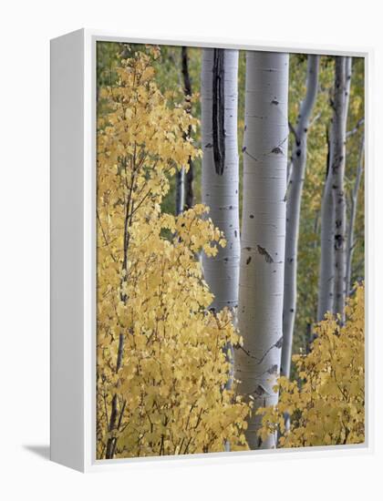 Aspen Trunks Behind Yellow Maple Leaves in the Fall, White River National Forest, Colorado, Usa-James Hager-Framed Premier Image Canvas