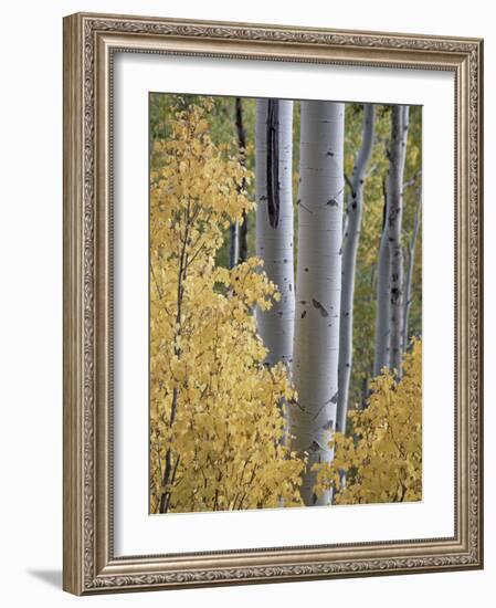 Aspen Trunks Behind Yellow Maple Leaves in the Fall, White River National Forest, Colorado, Usa-James Hager-Framed Photographic Print