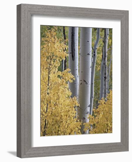 Aspen Trunks Behind Yellow Maple Leaves in the Fall, White River National Forest, Colorado, Usa-James Hager-Framed Photographic Print