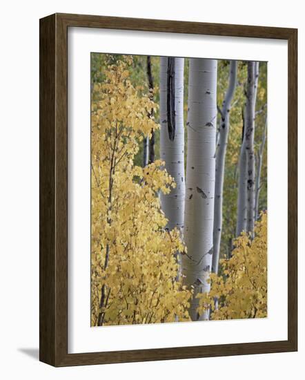 Aspen Trunks Behind Yellow Maple Leaves in the Fall, White River National Forest, Colorado, Usa-James Hager-Framed Photographic Print