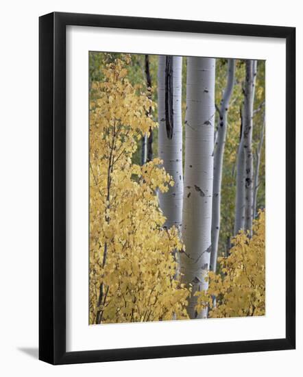 Aspen Trunks Behind Yellow Maple Leaves in the Fall, White River National Forest, Colorado, Usa-James Hager-Framed Photographic Print