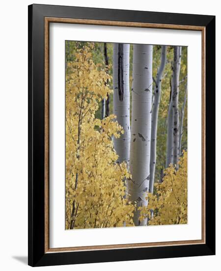 Aspen Trunks Behind Yellow Maple Leaves in the Fall, White River National Forest, Colorado, Usa-James Hager-Framed Photographic Print