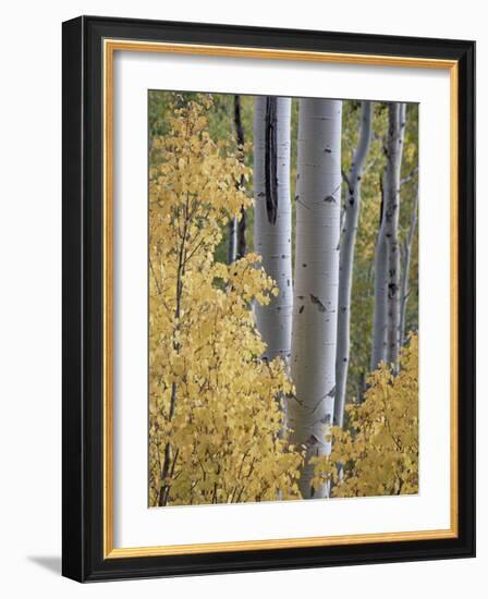 Aspen Trunks Behind Yellow Maple Leaves in the Fall, White River National Forest, Colorado, Usa-James Hager-Framed Photographic Print