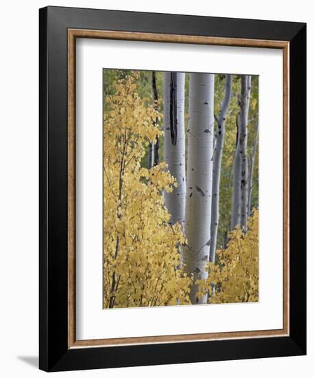 Aspen Trunks Behind Yellow Maple Leaves in the Fall, White River National Forest, Colorado, Usa-James Hager-Framed Photographic Print