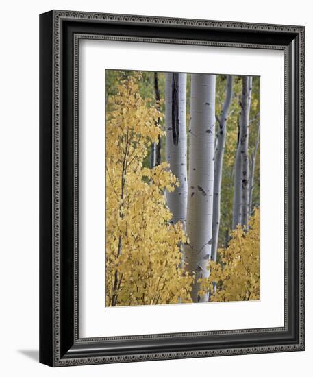 Aspen Trunks Behind Yellow Maple Leaves in the Fall, White River National Forest, Colorado, Usa-James Hager-Framed Photographic Print